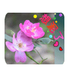 Flowers -5[Chinese version]（個別スタンプ：11）