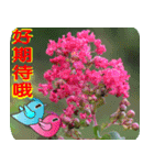 Flowers -5[Chinese version]（個別スタンプ：12）