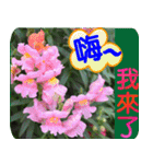 Flowers -5[Chinese version]（個別スタンプ：16）