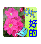 Flowers -5[Chinese version]（個別スタンプ：18）