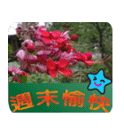 Flowers -5[Chinese version]（個別スタンプ：21）