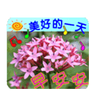 Flowers -5[Chinese version]（個別スタンプ：25）