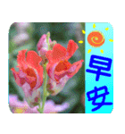 Flowers -5[Chinese version]（個別スタンプ：26）