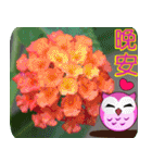 Flowers -5[Chinese version]（個別スタンプ：33）