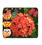 Flowers -5[Chinese version]（個別スタンプ：35）