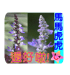 Flowers -5[Chinese version]（個別スタンプ：38）