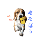 言いたいことがあるビーグル犬テス（個別スタンプ：9）