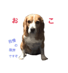 言いたいことがあるビーグル犬テス 2（個別スタンプ：1）