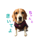 言いたいことがあるビーグル犬テス 2（個別スタンプ：10）