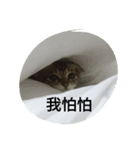 three small pussy（個別スタンプ：7）