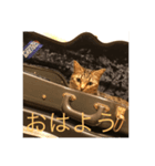 猫の良美4（個別スタンプ：4）