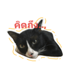 banneemeemeaw（個別スタンプ：6）