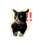 banneemeemeaw（個別スタンプ：7）