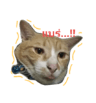 banneemeemeaw（個別スタンプ：8）