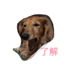 doglish（個別スタンプ：1）