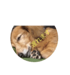 doglish（個別スタンプ：2）