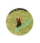 doglish（個別スタンプ：3）