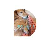 doglish（個別スタンプ：5）