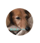 doglish（個別スタンプ：6）