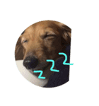 doglish（個別スタンプ：7）