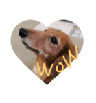 doglish（個別スタンプ：8）