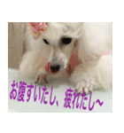 greeting from Pure Princess（個別スタンプ：1）