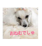 greeting from Pure Princess（個別スタンプ：5）