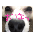 greeting from Pure Princess（個別スタンプ：6）