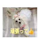 greeting from Pure Princess（個別スタンプ：8）