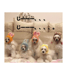 greeting from Pure Princess（個別スタンプ：10）