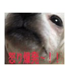 greeting from Pure Princess（個別スタンプ：12）