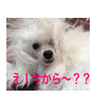 greeting from Pure Princess（個別スタンプ：13）