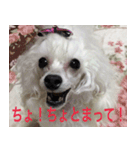 greeting from Pure Princess（個別スタンプ：14）