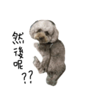 Duby puppy（個別スタンプ：1）