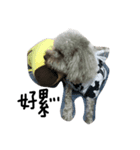 Duby puppy（個別スタンプ：2）