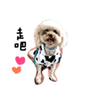 Duby puppy（個別スタンプ：3）