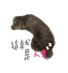 Duby puppy（個別スタンプ：4）