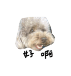 Duby puppy（個別スタンプ：5）