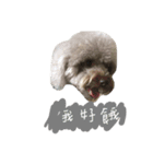 Duby puppy（個別スタンプ：8）
