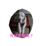 Q   dog（個別スタンプ：3）