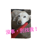 Q   dog（個別スタンプ：5）