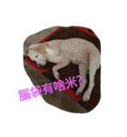 Q   dog（個別スタンプ：6）