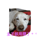 Q   dog（個別スタンプ：7）