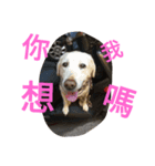 Q   dog（個別スタンプ：8）