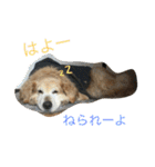 タクの日常。（個別スタンプ：5）