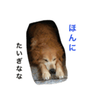 タクの日常。（個別スタンプ：7）