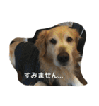 タクの日常。（個別スタンプ：12）