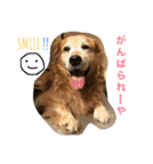 タクの日常。（個別スタンプ：17）