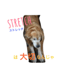 タクの日常。（個別スタンプ：26）