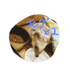 ハリネズミの生活（個別スタンプ：3）